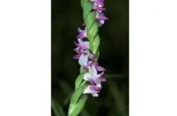 九游网页版入口 -u05m?蕵綬蔶荺7(徥?5ap?節颃dΖ譌豘嗌?]獣%駟鲥愮$^昽L`銆eR熈翵爆纝f